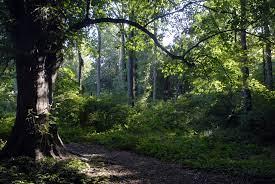 Staten Island Greenbelt SVL