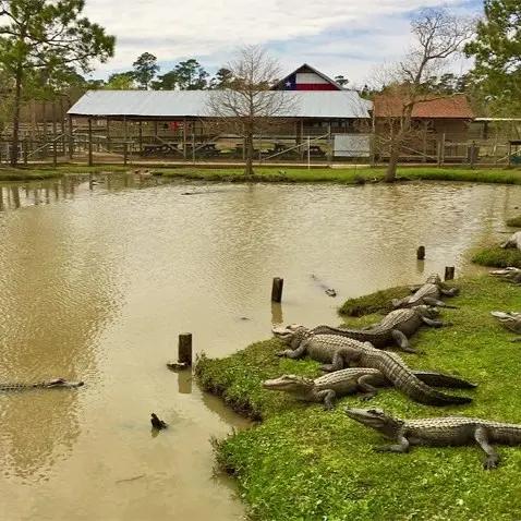 Gator Country Adventure Park SVL