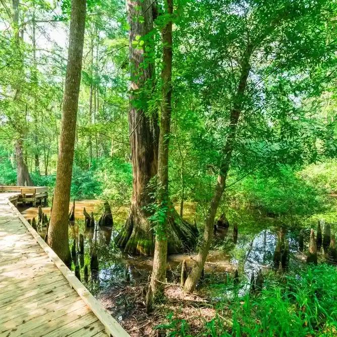 Jesse H. Jones Park & Nature Center SVL