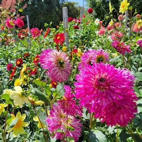 Bellevue Botanical Garden SVL