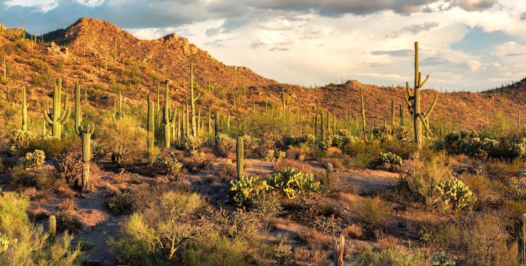 Saguaro National Park