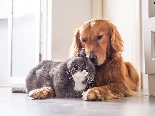 Pet relocation