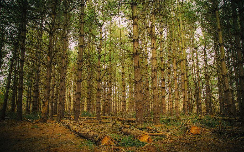 Burr Oak Woods Conservation Area SVL